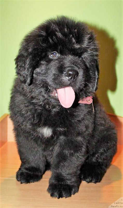 Фото: ньюфаундленд Уиз Биг Эго