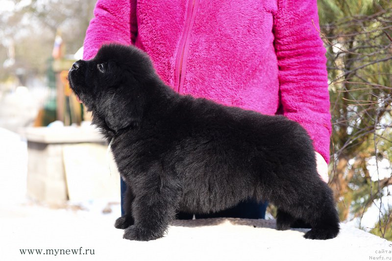 Фотография № 204205