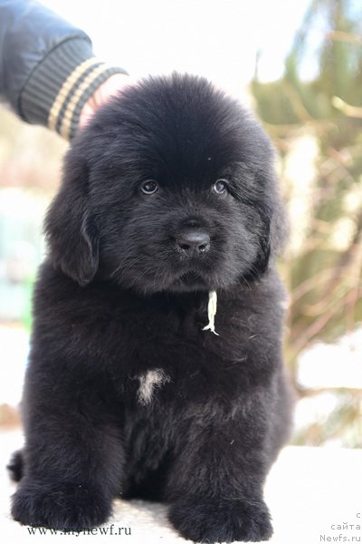 Фотография № 204209