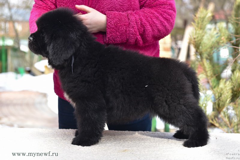 Фотография № 204212