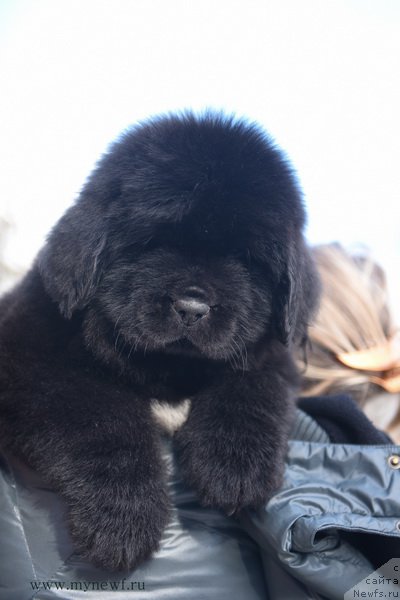 Фотография № 204216