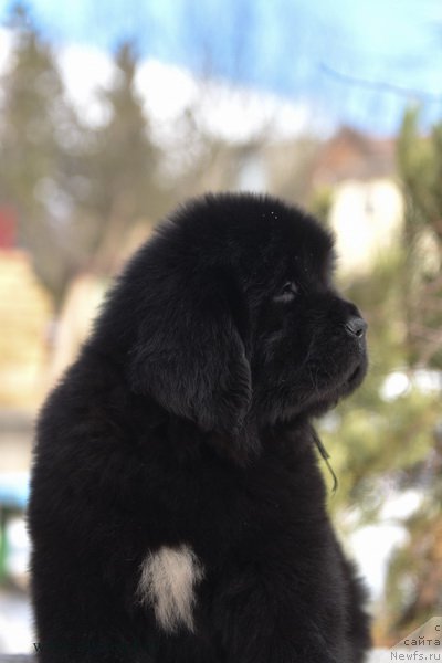 Фотография № 204218