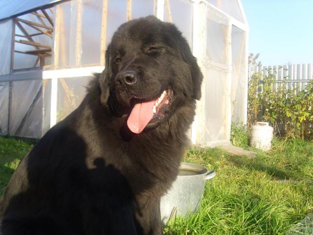 Фото: ньюфаундленд Сент Джонс Мулен Руж