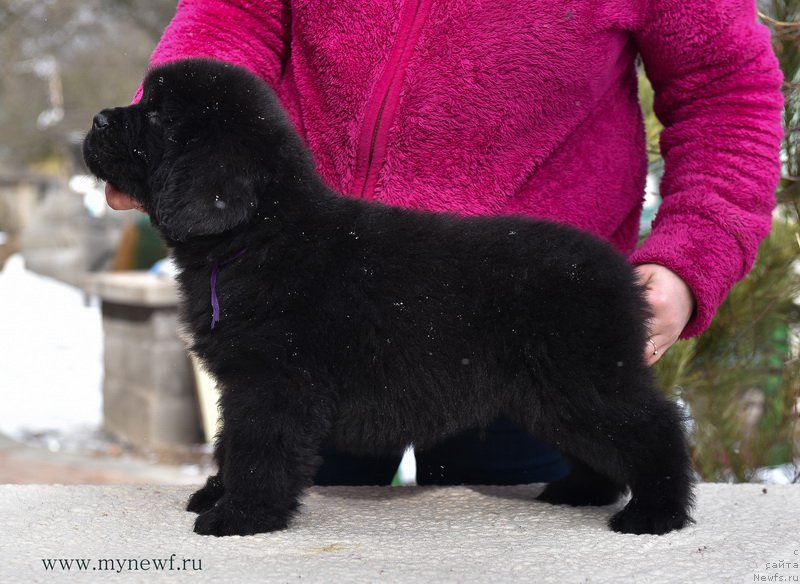 Фотография № 204220