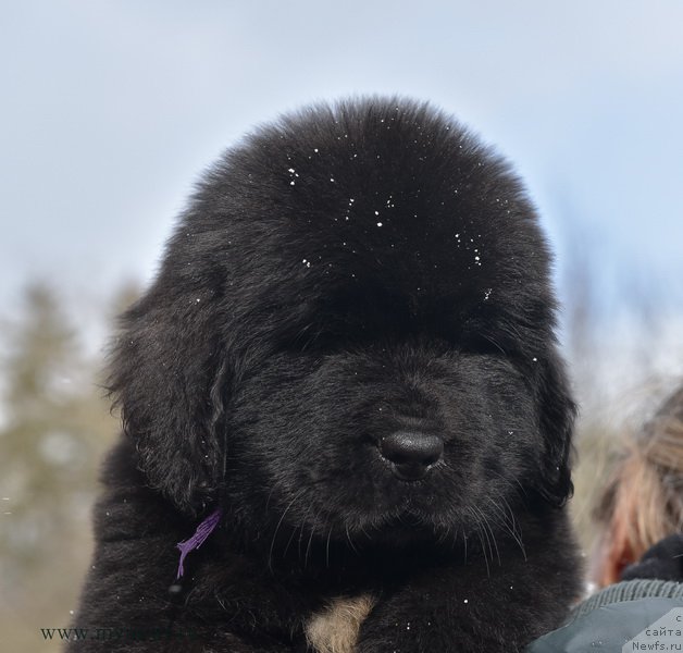 Фотография № 204222