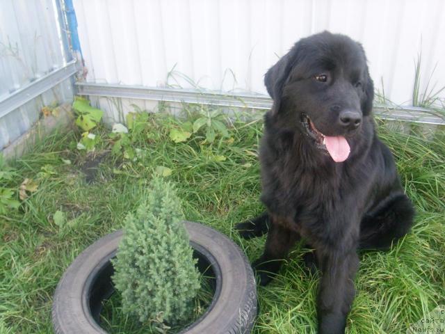 Фото: ньюфаундленд Сент Джонс Мулен Руж