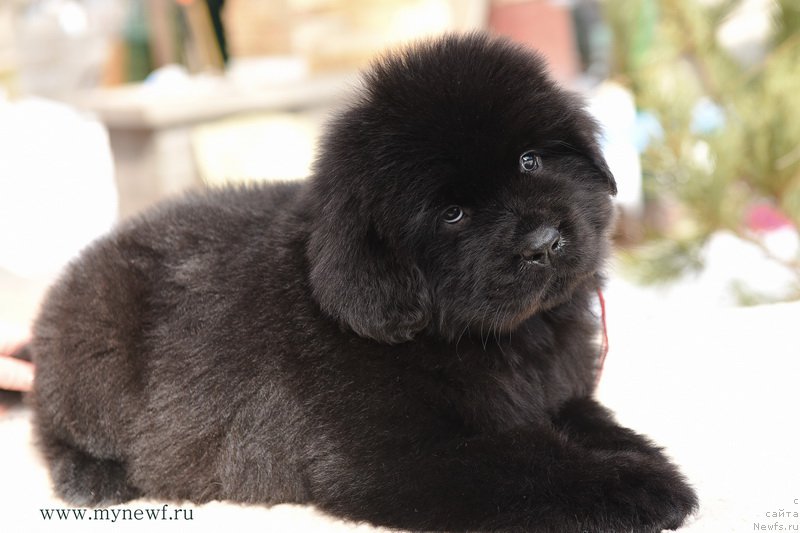 Фотография № 204230