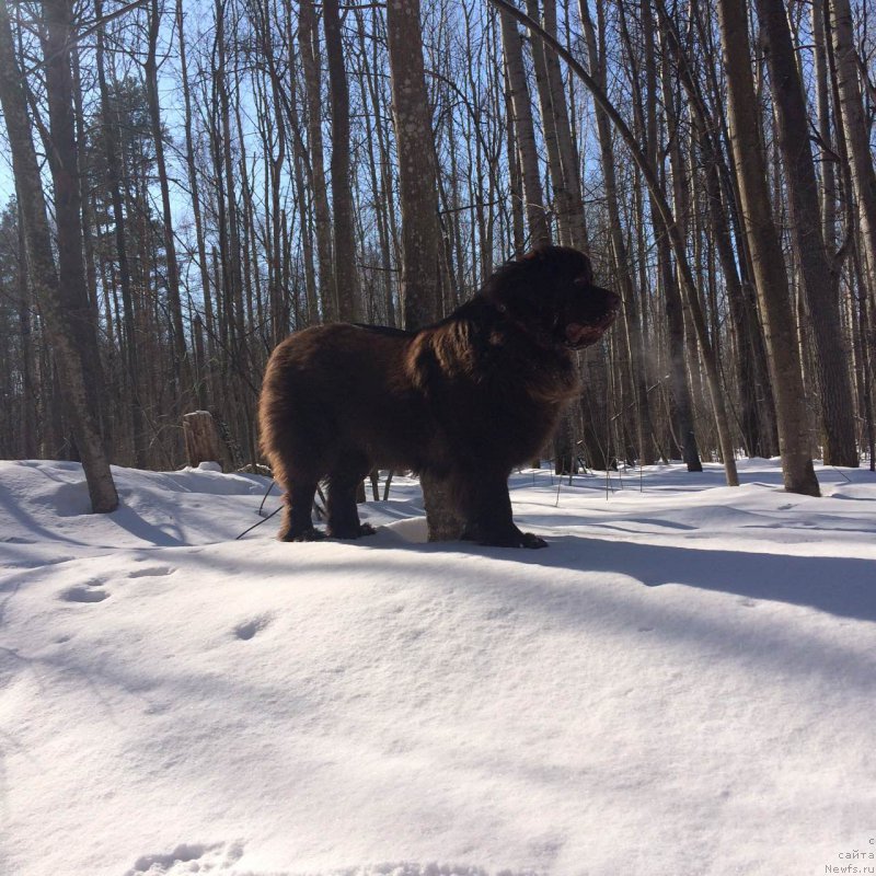 Фото: ньюфаундленд Браунблад МСК Жанара Хайя (Brownblood MSK Zhanara Haya)