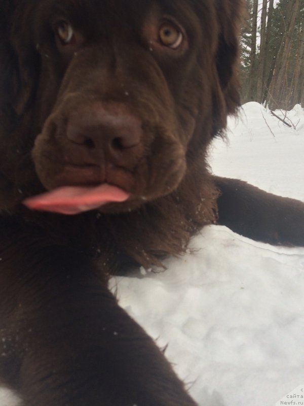 Фото: ньюфаундленд Браунблад МСК Жанара Хайя (Brownblood MSK Zhanara Haya)