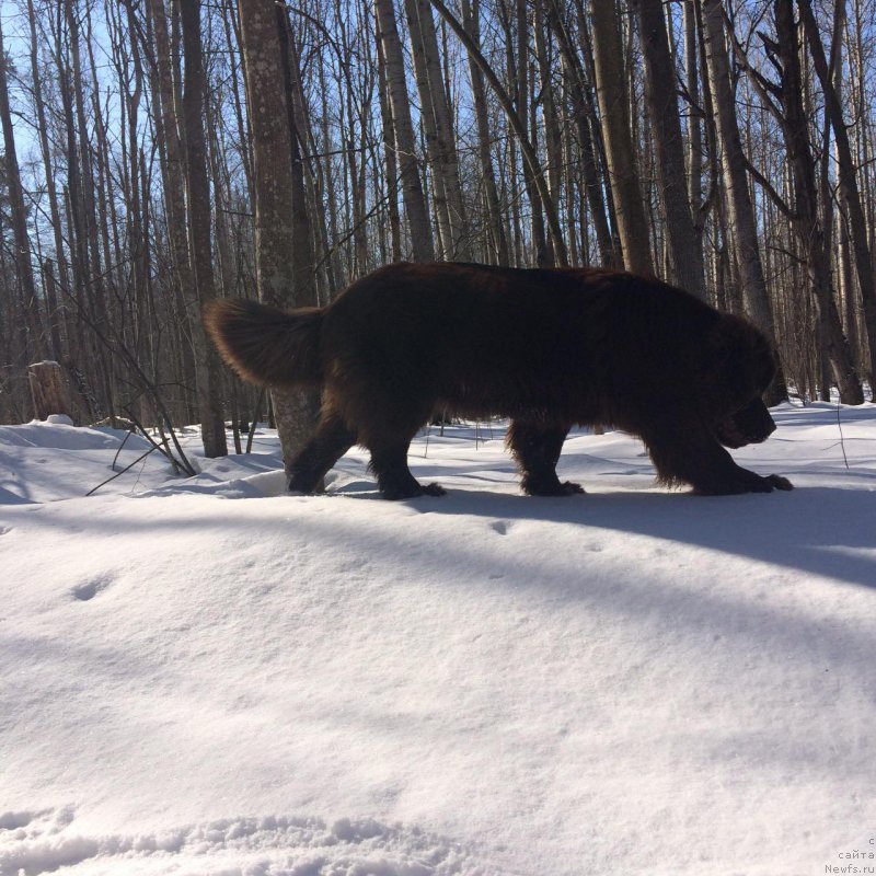 Фото: ньюфаундленд Браунблад МСК Жанара Хайя (Brownblood MSK Zhanara Haya)