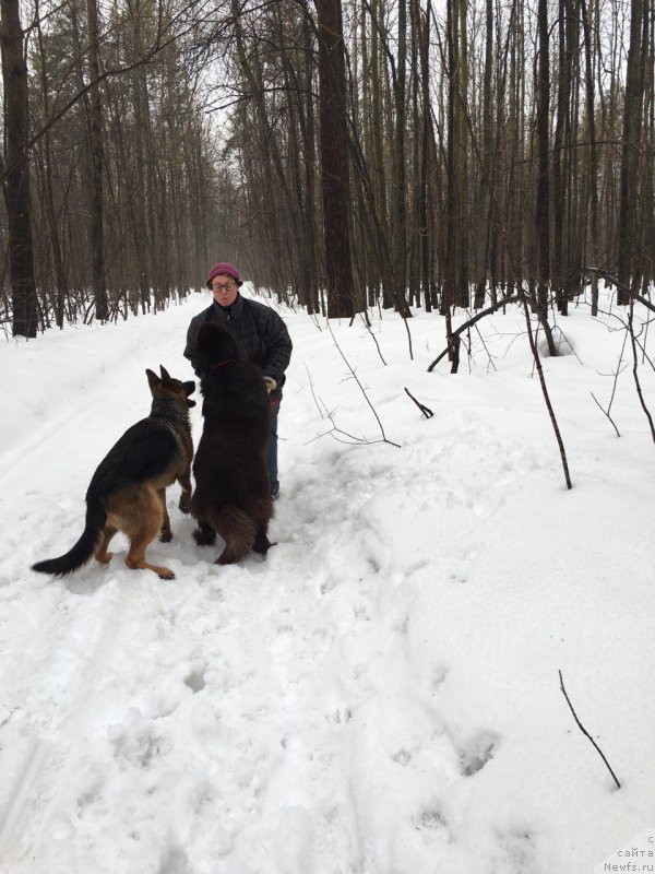Фото: ньюфаундленд Браунблад МСК Жанара Хайя (Brownblood MSK Zhanara Haya)