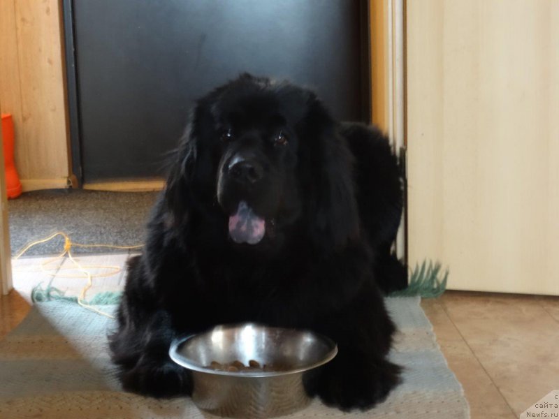 Фото: ньюфаундленд Браунблад МСК Жансая Шули (Brownblood MSK Zhansaya Shuli)