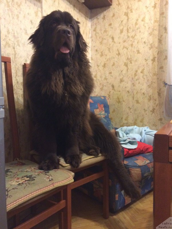 Фото: ньюфаундленд Браунблад МСК Жанара Хайя (Brownblood MSK Zhanara Haya)
