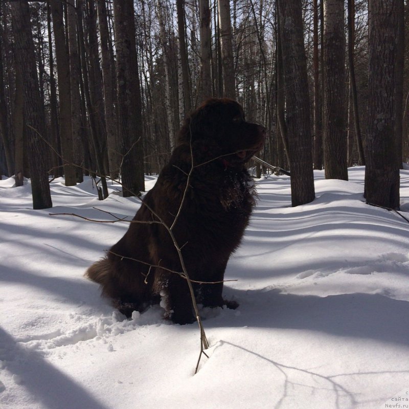 Фото: ньюфаундленд Браунблад МСК Жанара Хайя (Brownblood MSK Zhanara Haya)