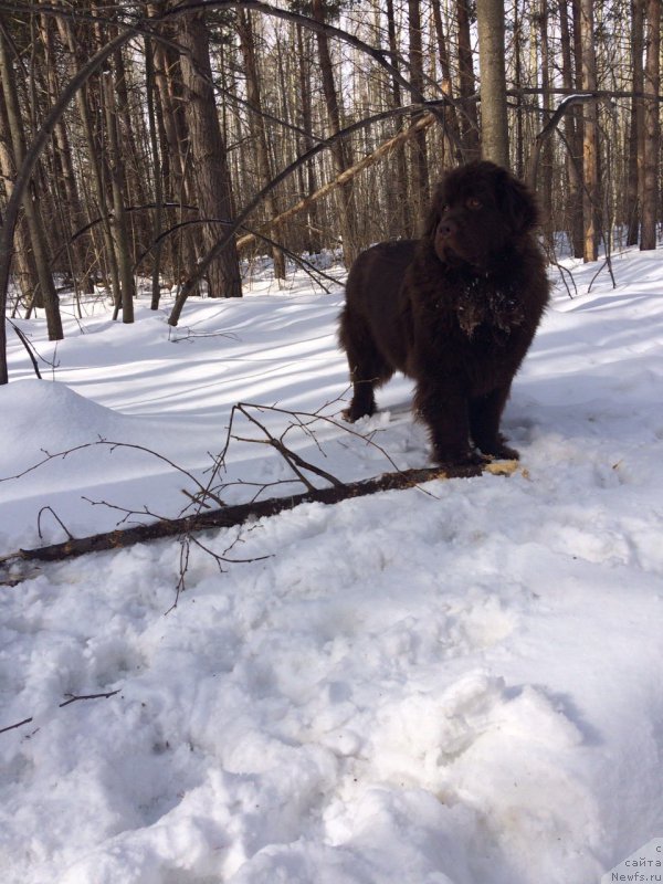 Фото: ньюфаундленд Браунблад МСК Жанара Хайя (Brownblood MSK Zhanara Haya)