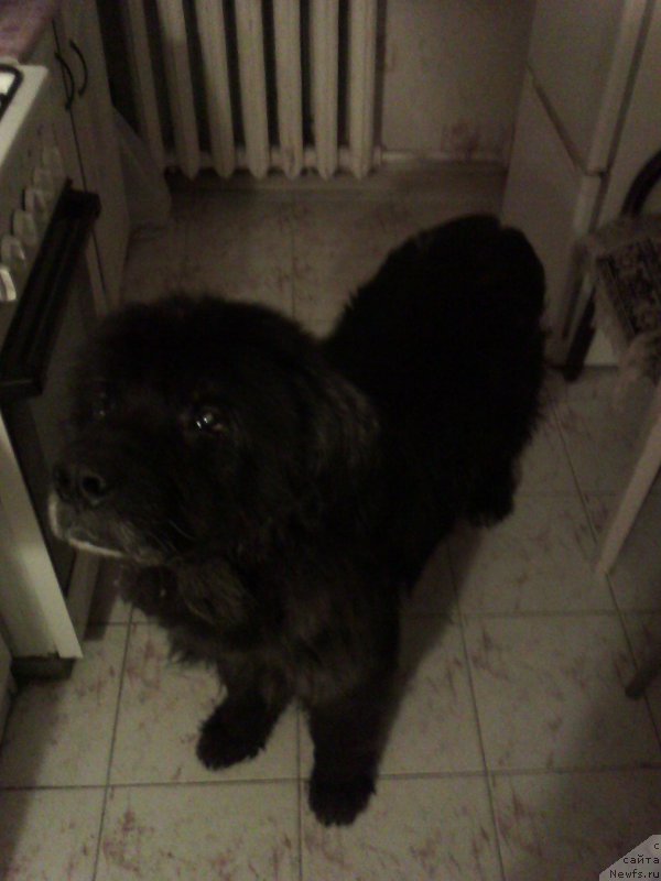 Фото: ньюфаундленд Бьорн