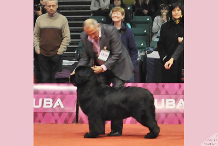 Фото: ньюфаундленд Чудо Чойс Звездного Дара с Берега Дона (Chudo Choice Zvezdnyj Dar s Berega Dona)