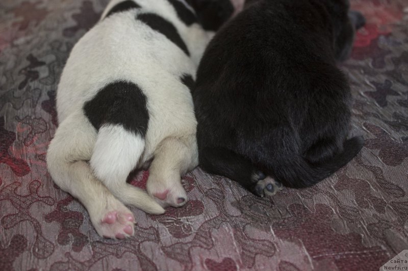 Фото: ньюфаундленд Callistos Blitzen