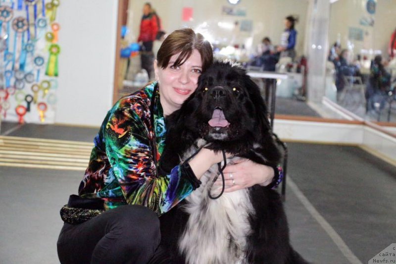 Фото: ньюфаундленд Еверия от Сибирского Медведя, Александра Провидошина