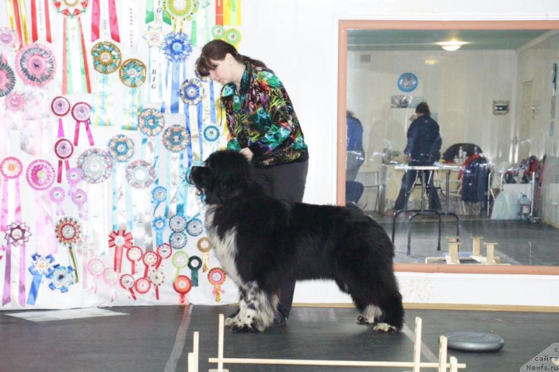 Фото: ньюфаундленд Еверия от Сибирского Медведя, Александра Провидошина