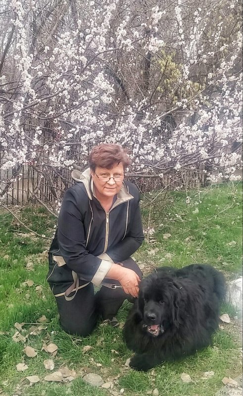 Фото: ньюфаундленд Ньюфорт Дивная Диана, ньюфаундленд Ньюфорт Дивная Диана