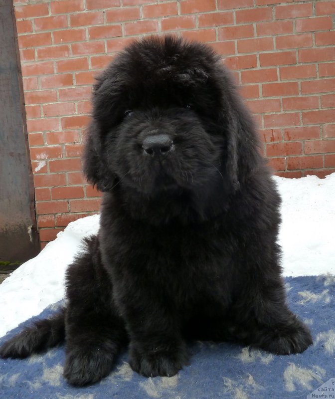 Фото: ньюфаундленд Супер Премиум Хан