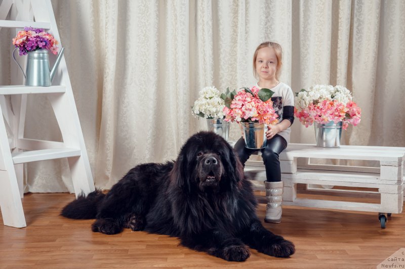 Фото: ньюфаундленд Эксклюзив Коннэкшен Дарк Энджел Витал Роуз (Exclusive Connection Dark Angel Vitalrose)