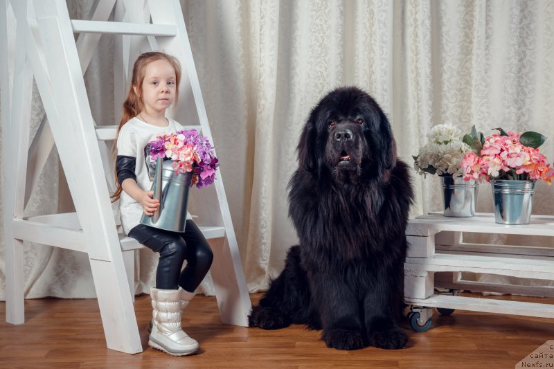 Фото: ньюфаундленд Эксклюзив Коннэкшен Дарк Энджел Витал Роуз (Exclusive Connection Dark Angel Vitalrose)