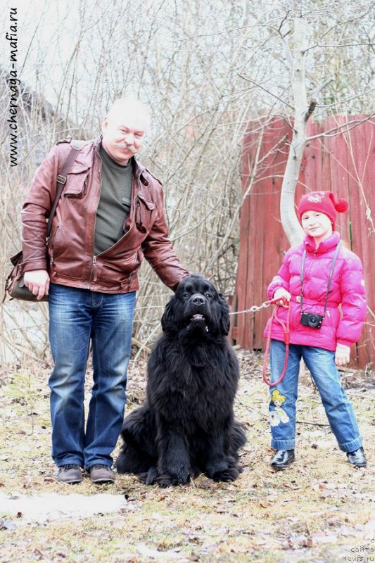 Фото: ньюфаундленд Черная Мафия Муст Хаве (Chernaya Mafia Must Have)