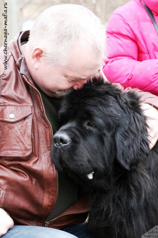 Фото: ньюфаундленд Черная Мафия Муст Хаве (Chernaya Mafia Must Have)