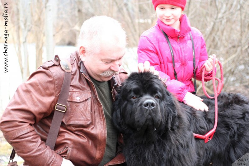 Фото: ньюфаундленд Черная Мафия Муст Хаве (Chernaya Mafia Must Have)