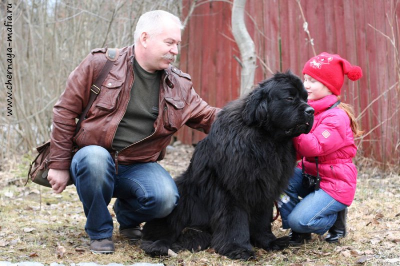 Фото: ньюфаундленд Черная Мафия Муст Хаве (Chernaya Mafia Must Have)
