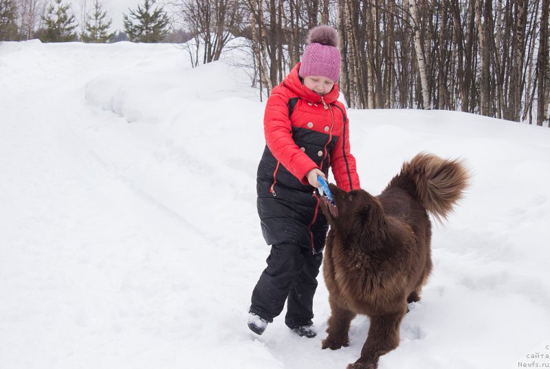 Фото: ньюфаундленд Наоми Таголири фор Браунблад (Naomi Tagoliri for Brouwnblood)