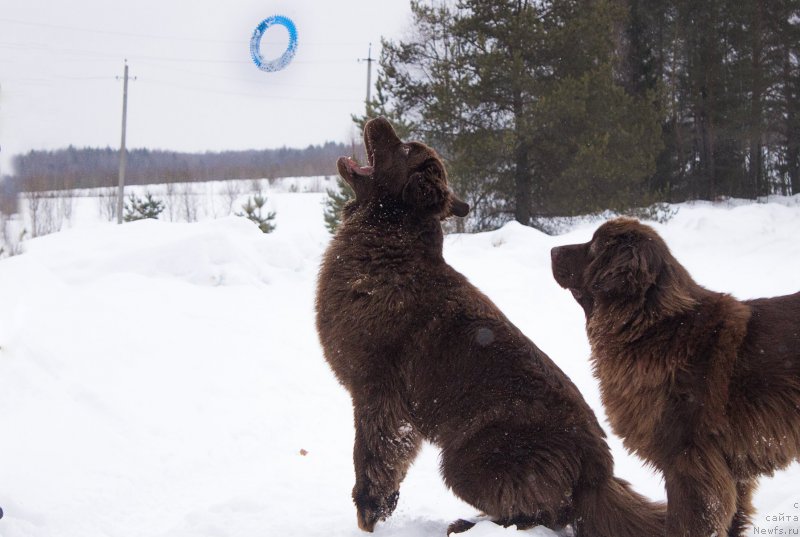 Фото: ньюфаундленд Наоми Таголири фор Браунблад (Naomi Tagoliri for Brouwnblood), ньюфаундленд Сверкающая Гора Машаме (Sverkayuzhaya Gora Mashame)