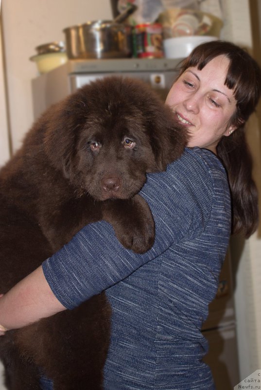 Фото: ньюфаундленд Браунблад МСК Стелла Софи