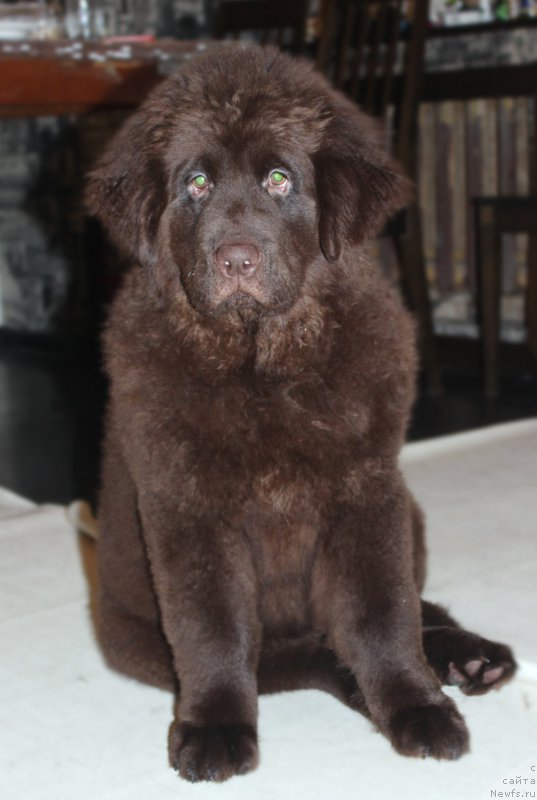 Фото: ньюфаундленд Браунблад МСК Стелла Софи