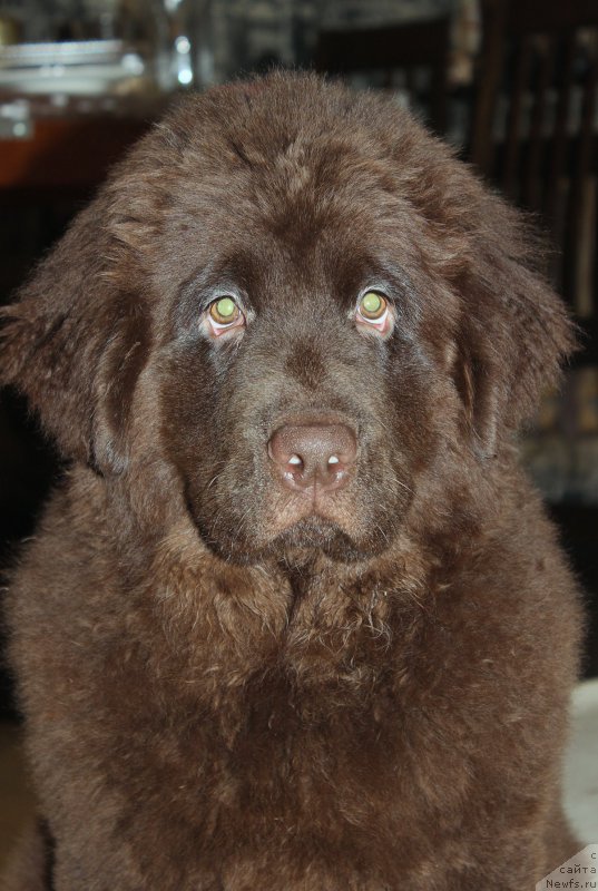 Фото: ньюфаундленд Браунблад МСК Стелла Софи