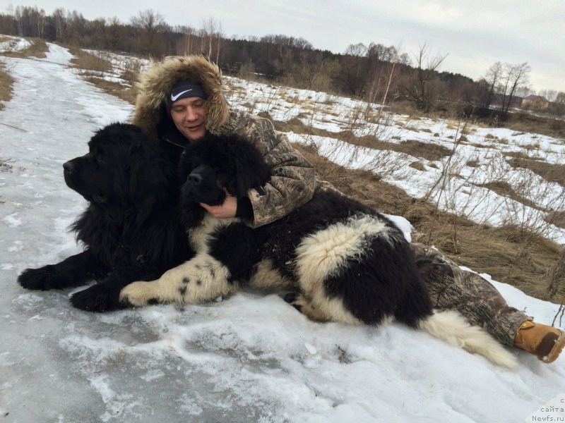 Фото: ньюфаундленд Терра Виктория Авангард, ньюфаундленд Топтыжка Диадема из Черного Жемчуга