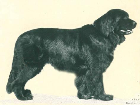 Фото: ньюфаундленд Юстанер Зузанна