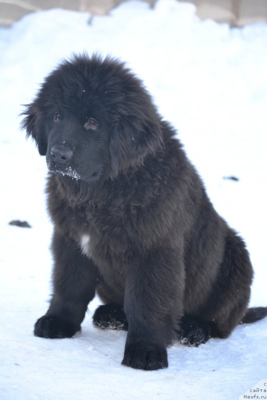 Фотография № 204303