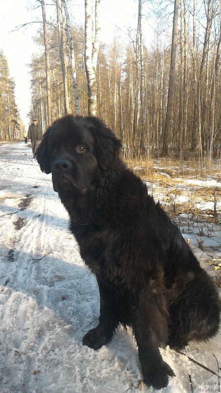 Фото: ньюфаундленд Белкондер-Клаб Бургунди Айс (Belkonder-Club Burgundy Ice)