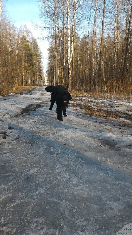 Фото: ньюфаундленд Белкондер-Клаб Бургунди Айс (Belkonder-Club Burgundy Ice)