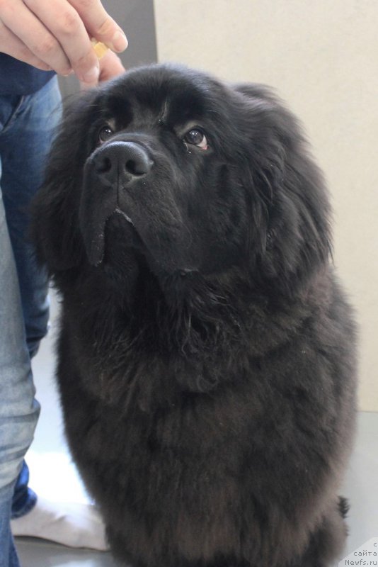 Фото: ньюфаундленд Черная Мафия Асе ин тхе Холе (Chernaya Mafia Ace in the Hole)