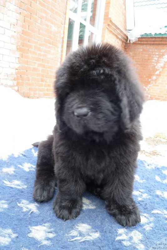 Фото: ньюфаундленд Супер Премиум Хан