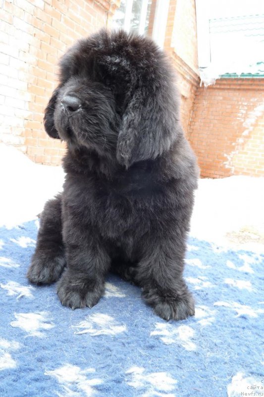 Фото: ньюфаундленд Супер Премиум Хан