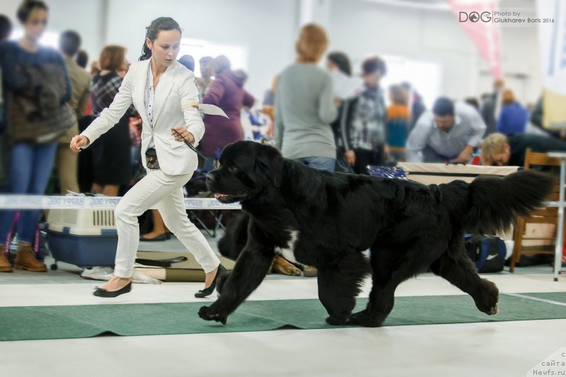 Фото: ньюфаундленд Бегущая по Волнам Чарт Топпер (Beguschaya po Volnam Сhart Topper)
