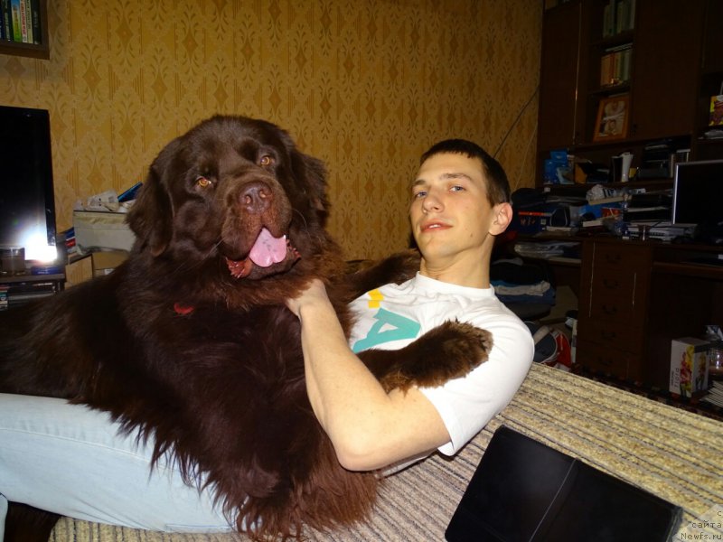 Фото: ньюфаундленд Нэш Соллар Винд