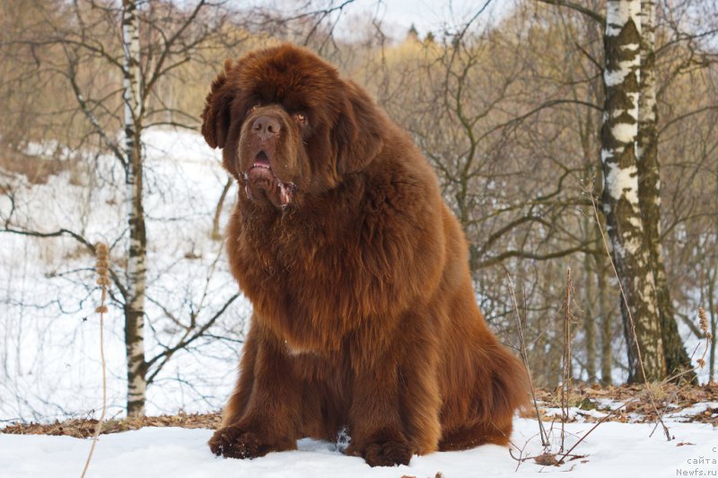 Фото: ньюфаундленд Есаул с Берега Дона (Esaul s Berega Dona)