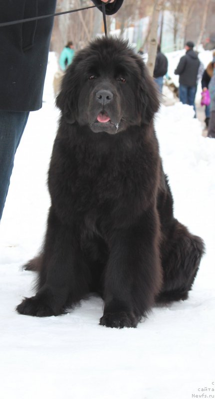 Фотография № 204373