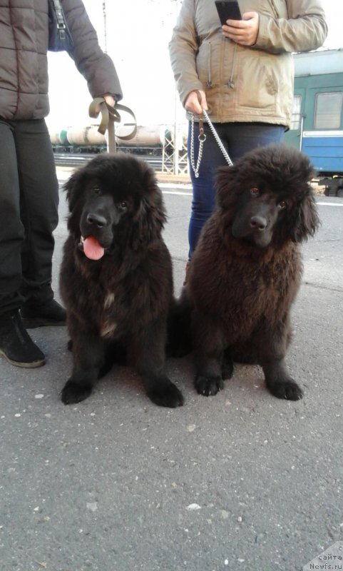 Фото: ньюфаундленд Экселент Бьюти, ньюфаундленд Брифт Стар Натина Рид